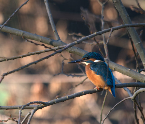 Kingfisher