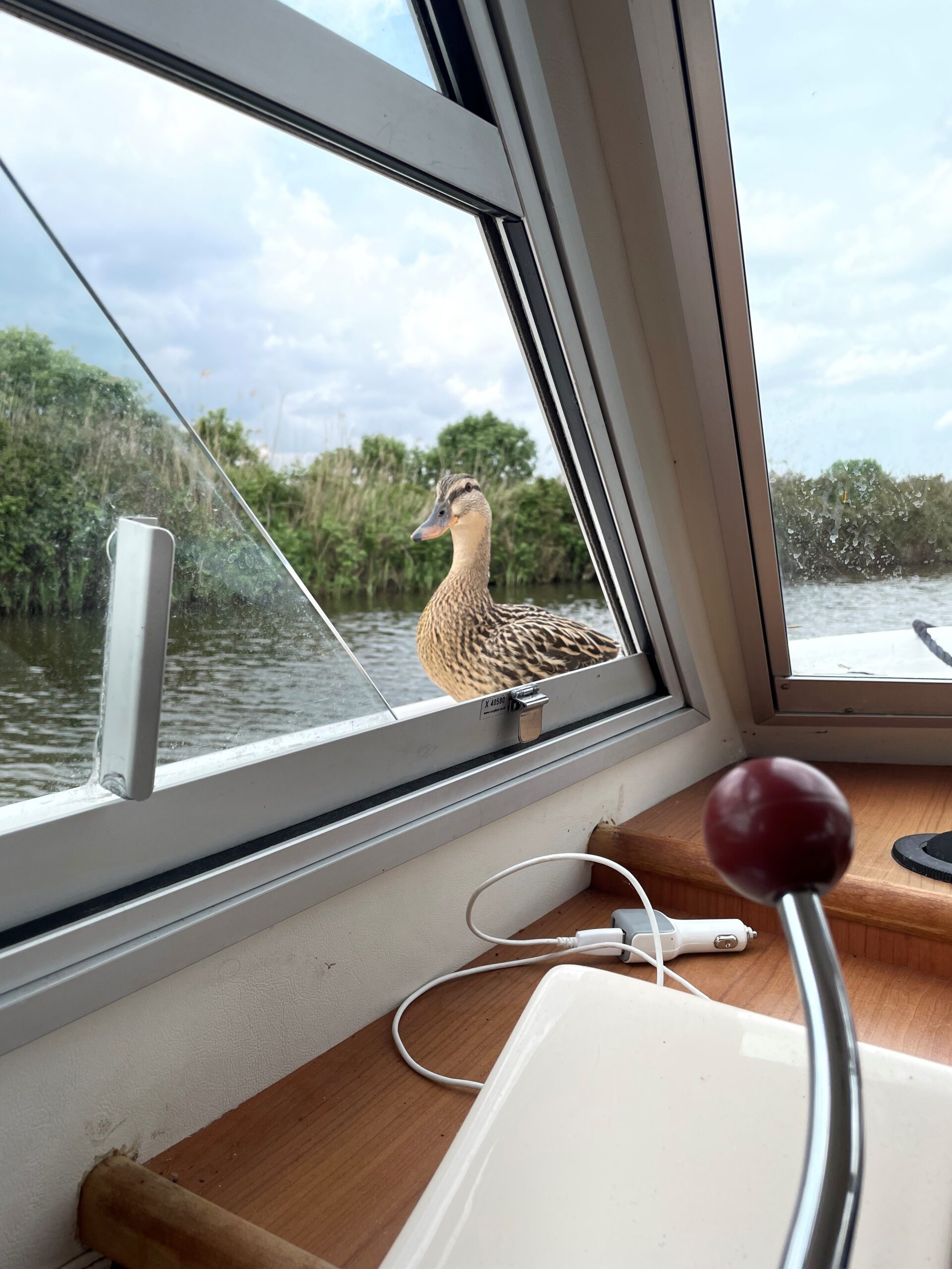 Kyle the Mallard Duck